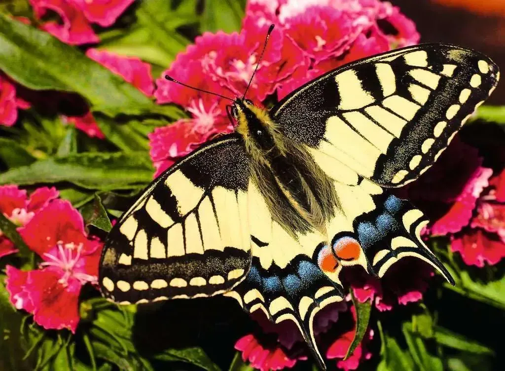 Ravensburger Butterfly 500pc Puzzle - Image 2
