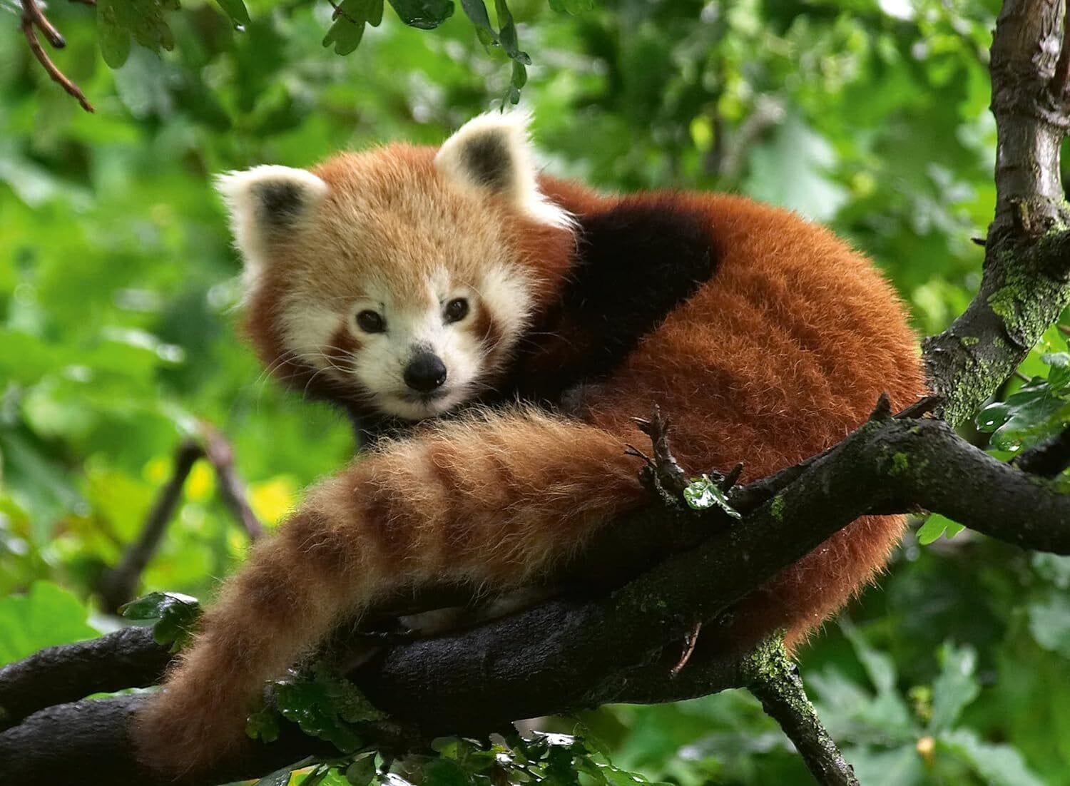 Ravensburger Cute Red Panda 500pc Puzzle - Image 2