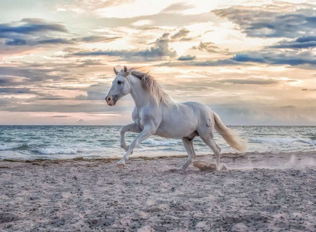 Ravensburger Evening Gallop 500pc Puzzle - Image 2