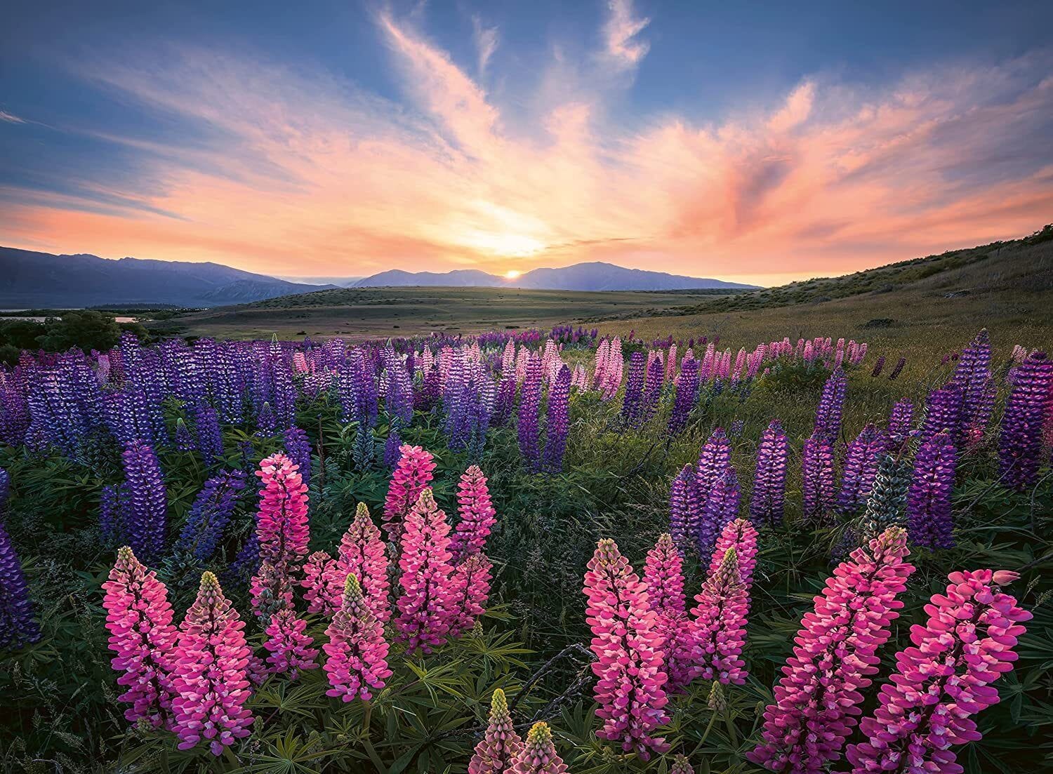 Ravensburger Lupines 500pc Puzzle - Image 2