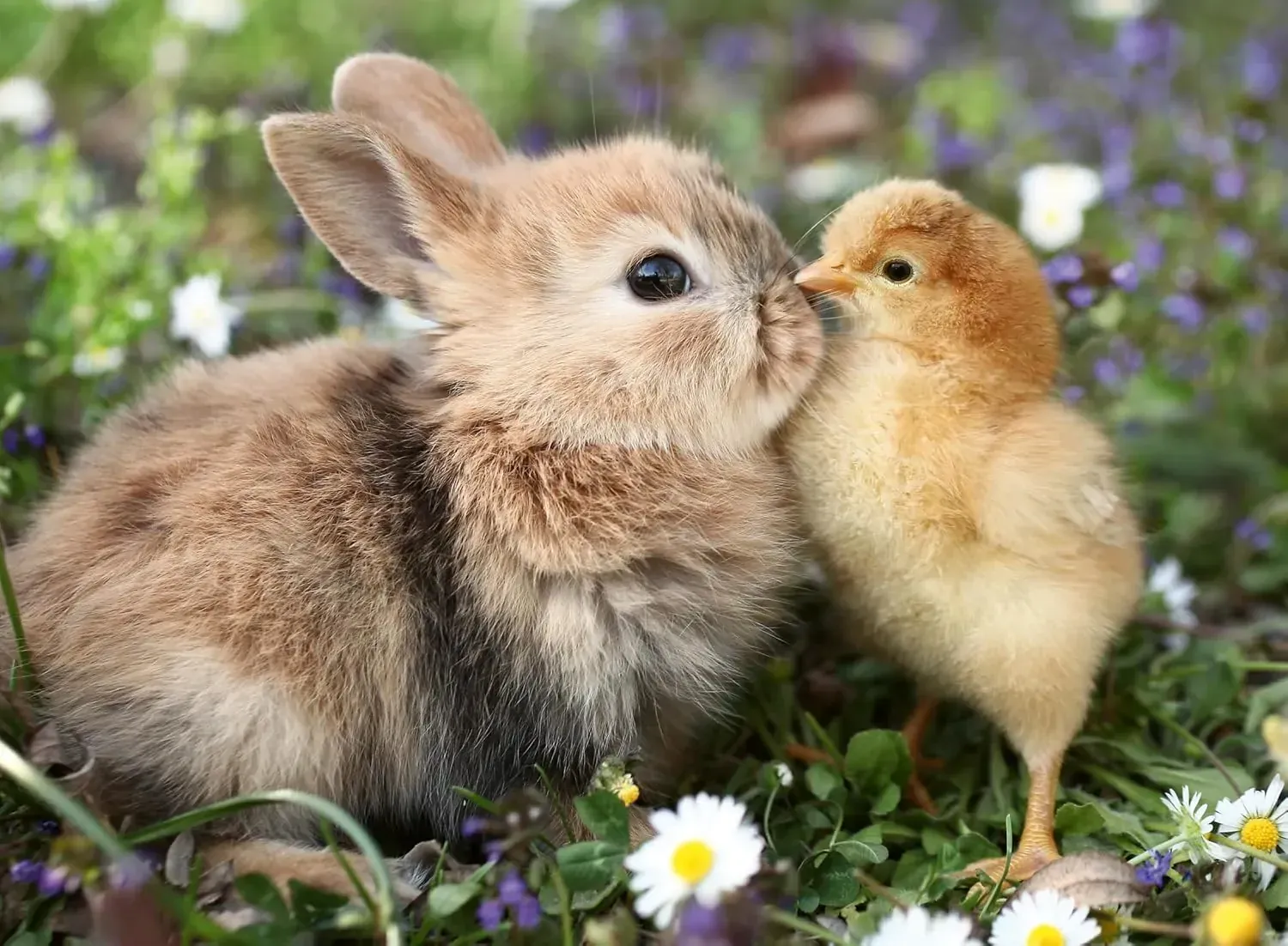 Ravensburger Rabbit and Chick 500pc Puzzle - Image 2