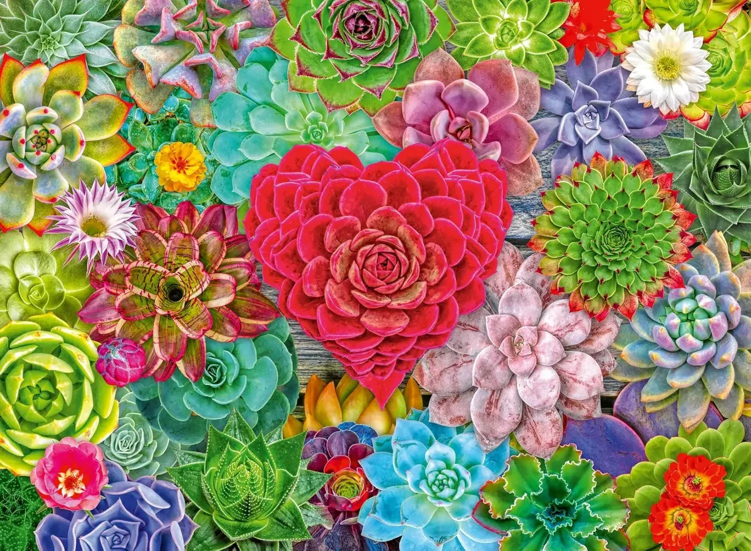 Ravensburger Succulent Love 500pc Puzzle - Image 2