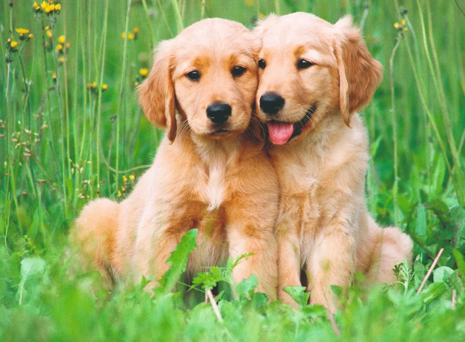 Ravensburger The Golden Retriever Brothers 500pc Puzzle - Image 2